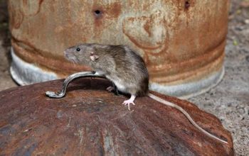 Comprehensive Rodent Solutions for Sydney